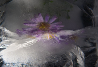 Цветы из снега и льда