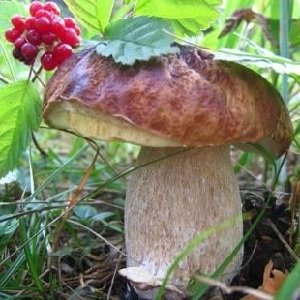 Полезные свойства грибов 