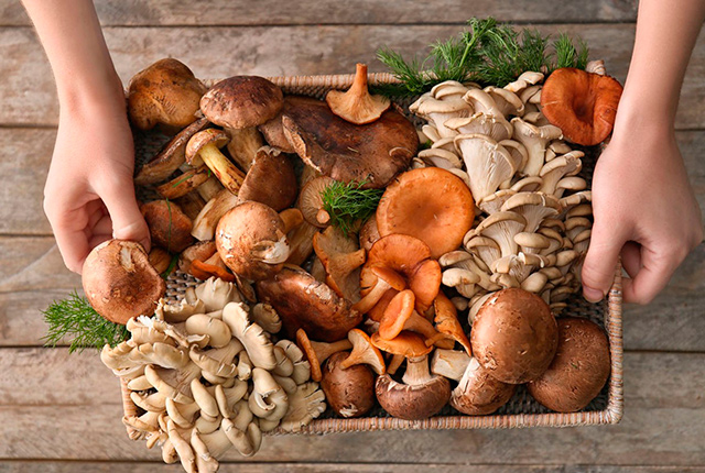 Полезные свойства грибов и как их правильно употреблять. 