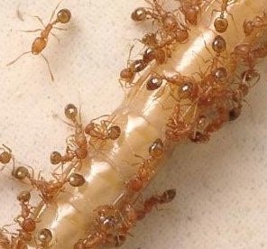 Как вывести муравьев из квартиры и дома