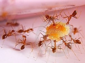 Красные муравьи на кухне 
