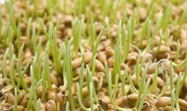 Пророщенная пшеница – польза и как выращивать 