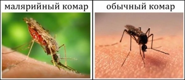 Какие болезни переносят комары и симптомы инфекций 