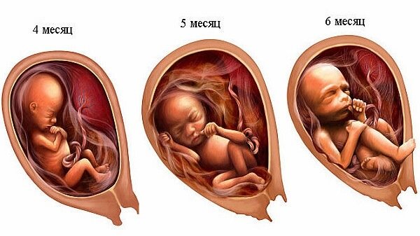 Триместры беременности - 2 этап 