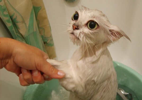 Как помыть кота, если он боится воды и царапается? 