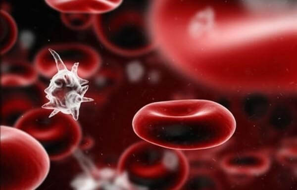 Клетки крови человека под микроскопом. 