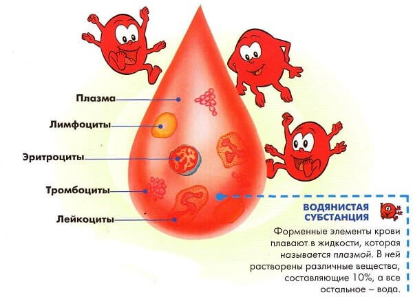 Из чего состоит кровь человека? 