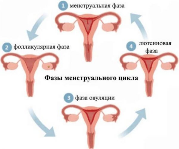 Фазы менструального цикла. 