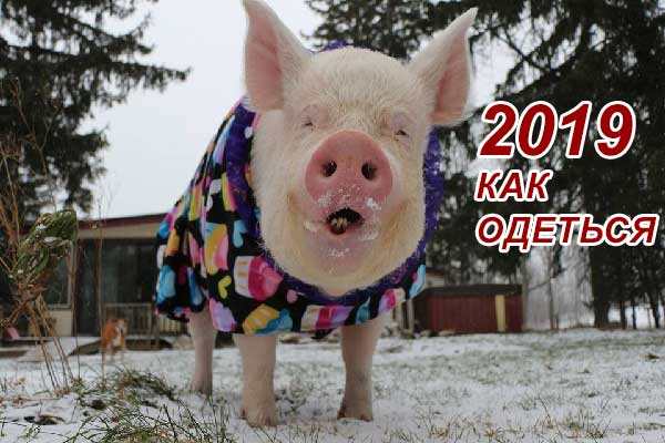 Что надеть на Новый Год 2019 Свиньи - наряды по цвету с фото. 