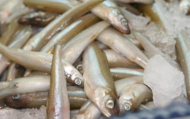 Корюшка – виды рыбы, польза и вред, рецепты приготовления. 