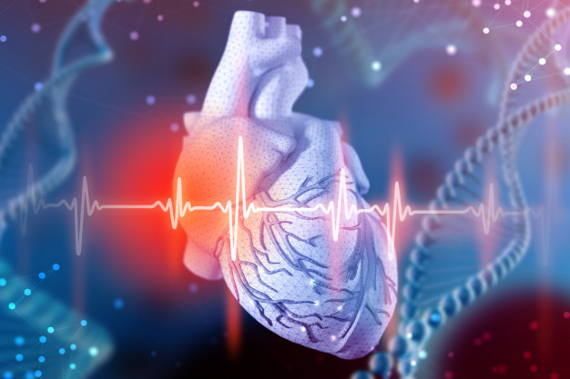Из исследований сердечно-сосудистой системы человека – 12 фактов. 