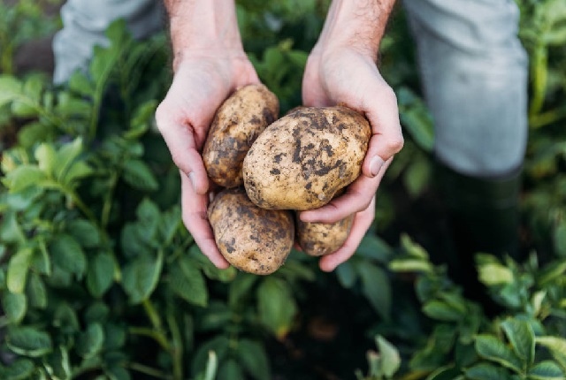 5 преимуществ картофеля для здоровья. 